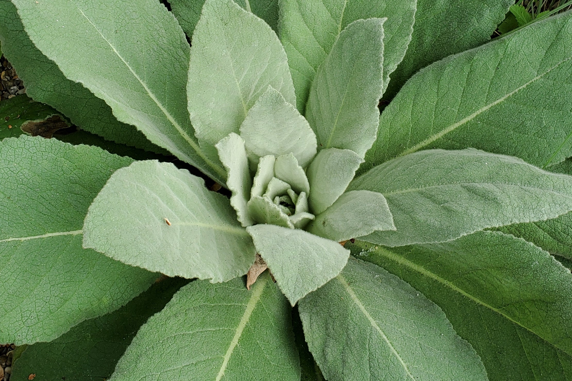 The Herb Mullein Should Be In Everything You Smoke Puff Herbals The Herb Mullein Should Be In Everything You Smoke Puff Herbals