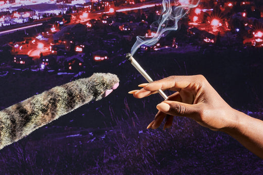 Smoking Catnip: How To Get High With Your Cat – Puff Herbals