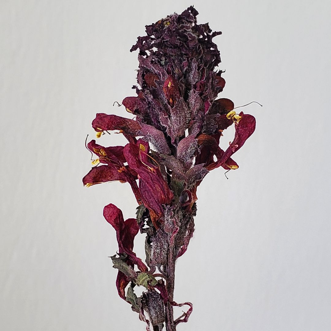 Pedicularis Densiflora Smokable Herb | Puff Herbals
