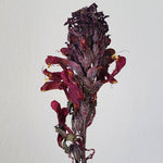 Pedicularis Densiflora Smokable Herb | Puff Herbals