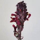 Pedicularis Densiflora Smokable Herb | Puff Herbals