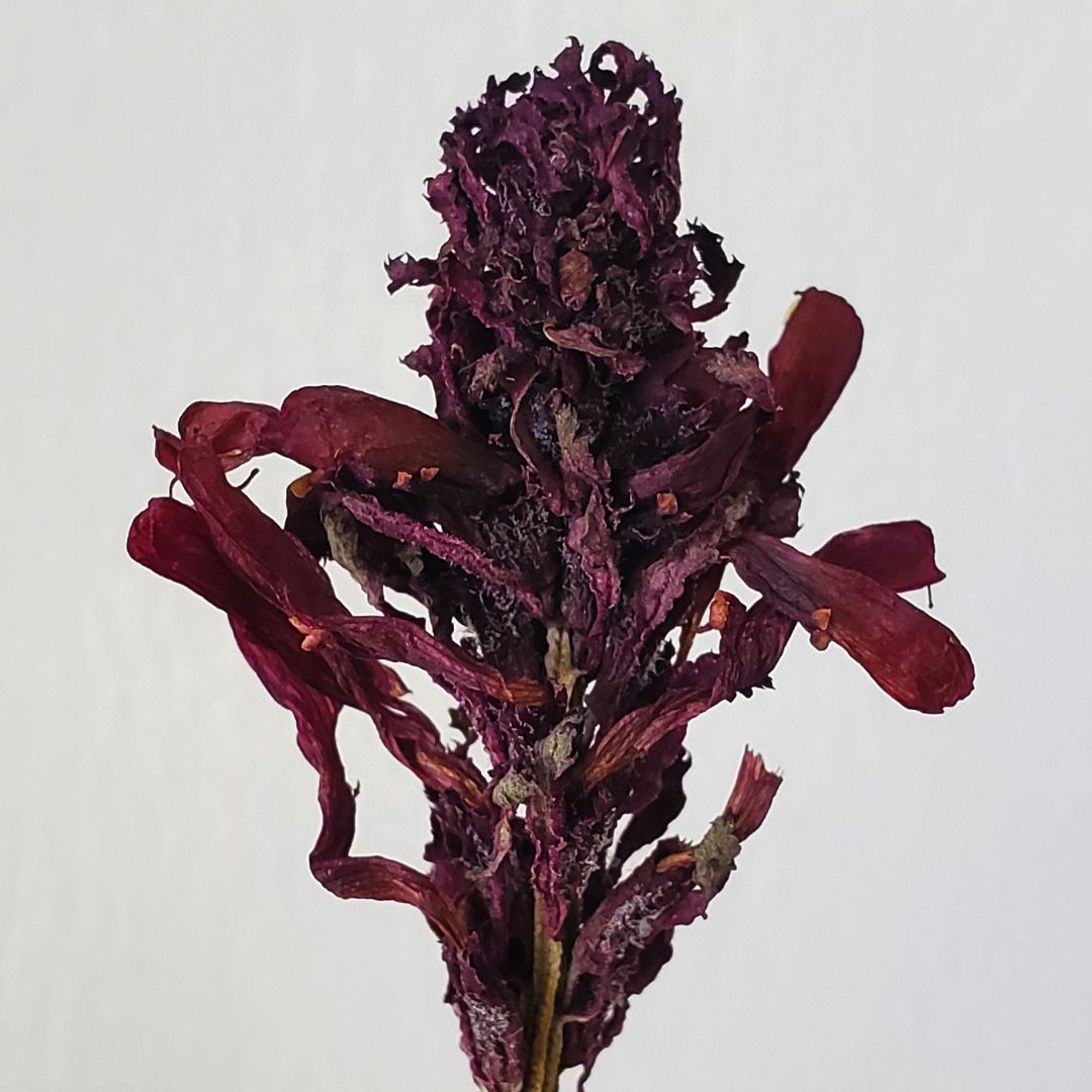 Pedicularis Densiflora Smokable Herb | Puff Herbals