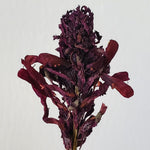 Pedicularis Densiflora Smokable Herb | Puff Herbals