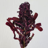 Pedicularis Densiflora Smokable Herb | Puff Herbals