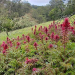 smokable herb Pedicularis densiflora/Indian Warrior/Warrior's Plume flower