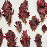 Pedicularis Densiflora Smokable Herb | Puff Herbals